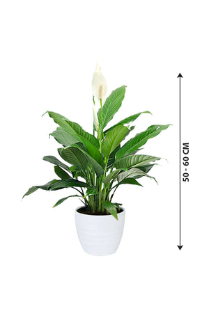 Peace Lily - Spathiphyllum Wallisii - Plantsworld.ae