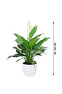 Peace Lily - Spathiphyllum Wallisii - Plantsworld.ae