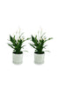 Buy One Get One- Peace Lily Indoor Plants
