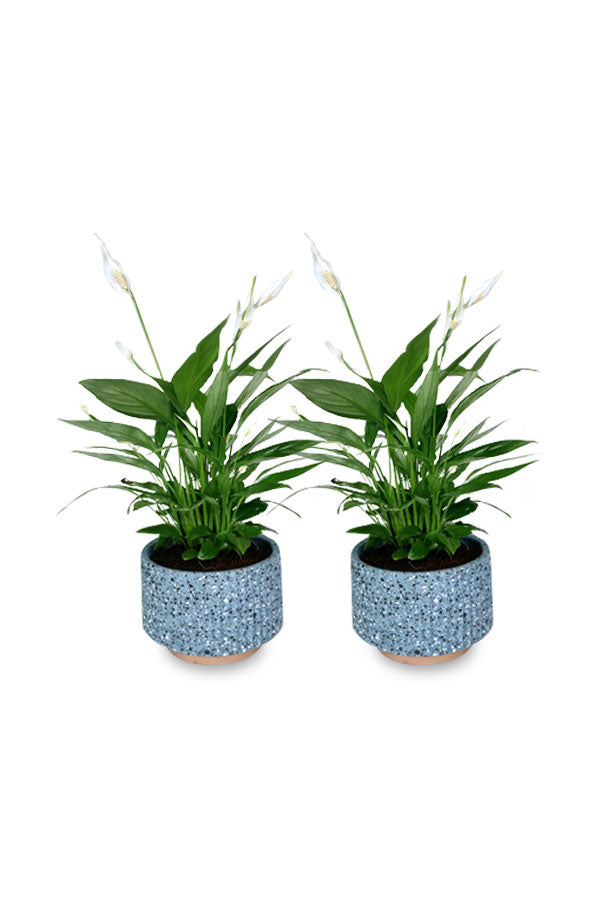 Kaufen Sie eins und erhalten Sie eins – Friedenslilie – Spathiphyllum – im Design-Topf