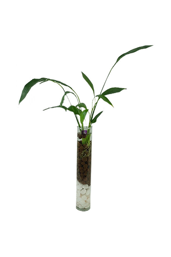 Friedenslilie – Spathiphyllum-Wasserpflanze