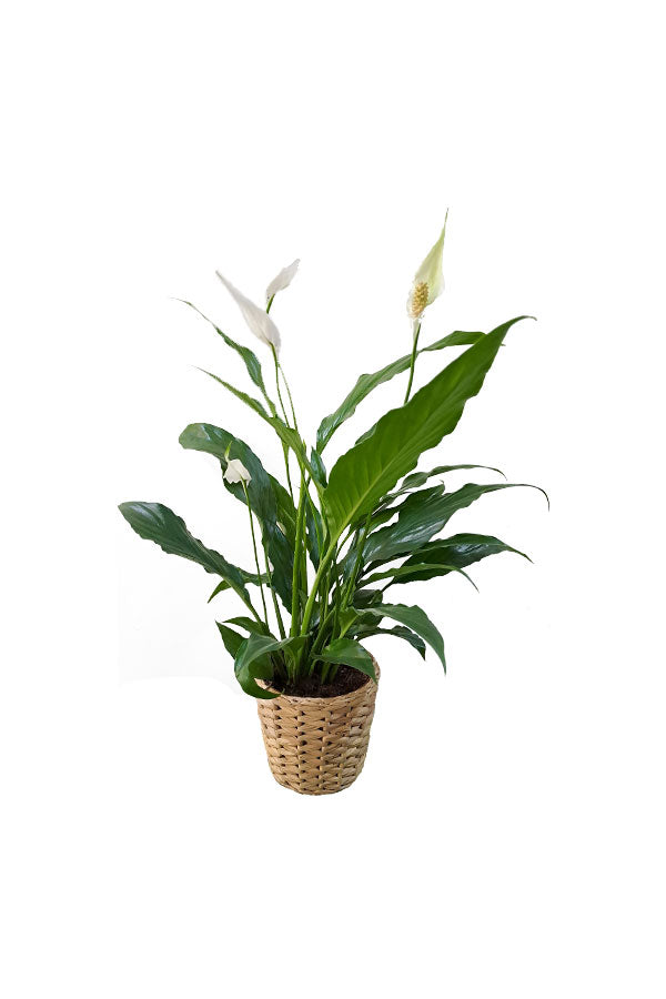 Peace Lily - Spathiphyllum-In Cane Pot