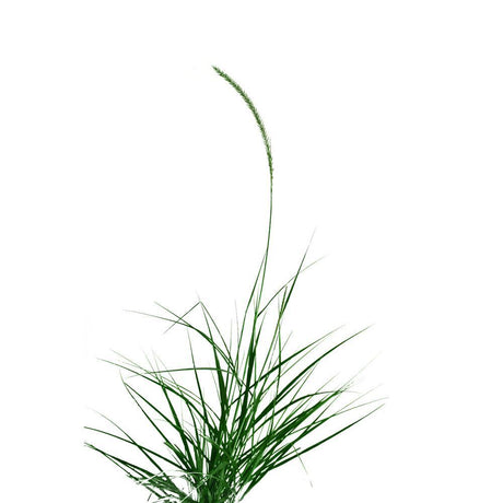 Pennisetum Grass (Green) -Pennisetum Alopecuroides - Pennisetum Grass (Green) -Pennisetum Alopecuroides - Plantsworld.ae