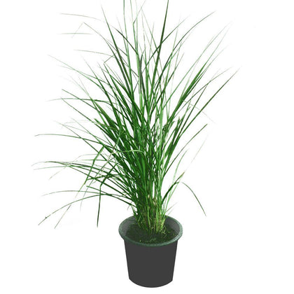Pennisetum Grass (Green) -Pennisetum Alopecuroides - Pennisetum Grass (Green) -Pennisetum Alopecuroides - Plantsworld.ae