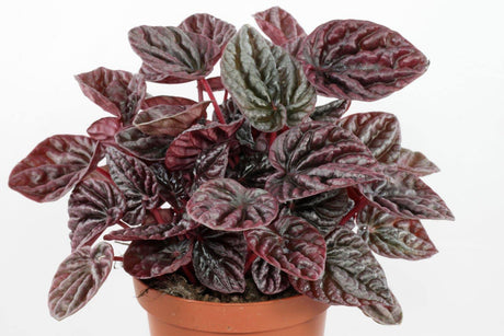 Peperomia Caperata - Red Luna - Peperomia Caperata - Red Luna - Plantsworld.ae