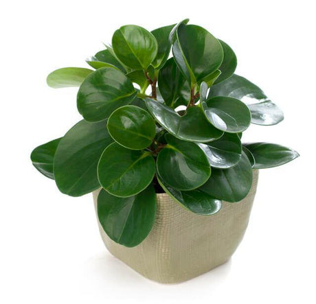 Peperomia Obtusifolia - Plantsworld.ae - {{ varient.name }}