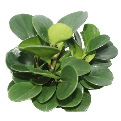 Peperomia Obtusifolia - Plantsworld.ae - {{ varient.name }}