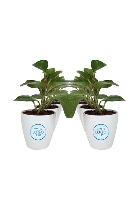 Peperomia Obtusifolia-Fiber Pot with Branding