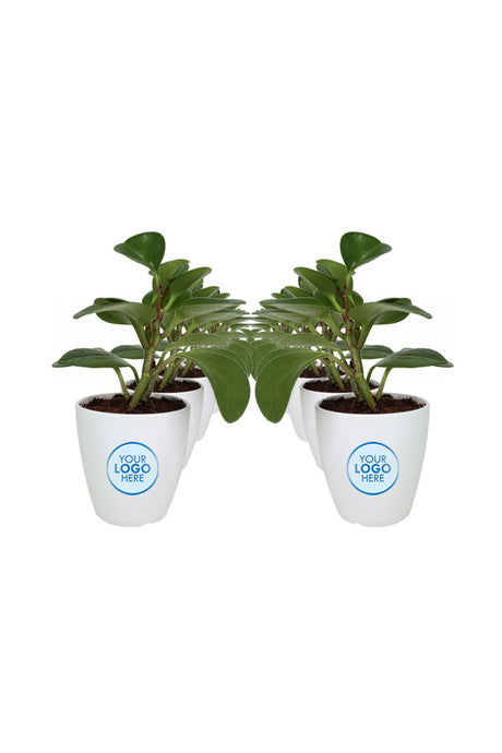 Peperomia Obtusifolia-Fiber Pot with Branding
