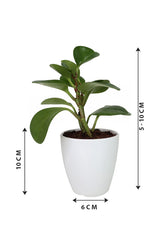 Peperomia Obtusifolia-White Fiber Pot
