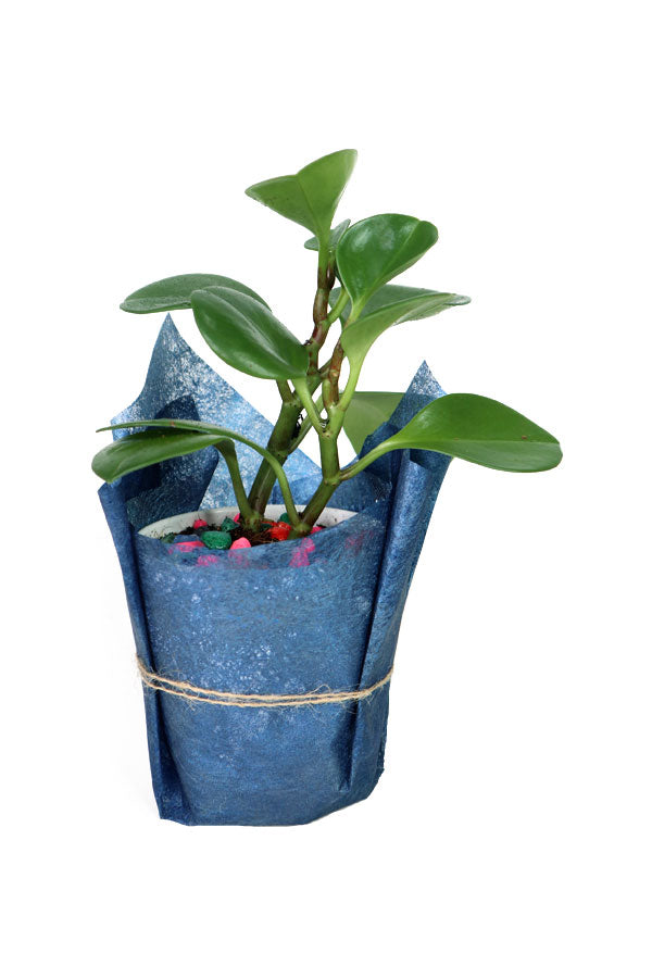 Peperomia Obtusifolia-Blue Wrapped Fiber Pot