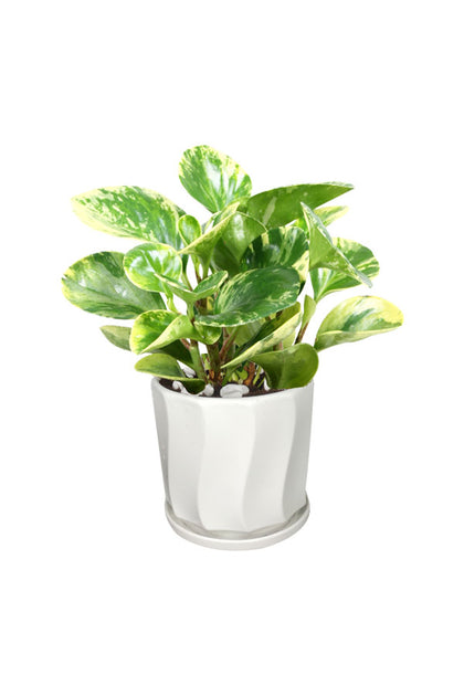 Peperomia White Marble  - Office Table Top Plant