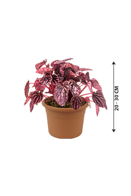 Red Luna - Peperomia Caperata - Indoor Plant