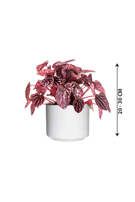 Red Luna - Peperomia Caperata - Indoor Plant