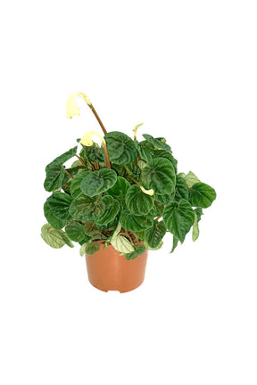 Peperomia Ripple – Compact Indoor Plant with Textured Foliage in Pot

