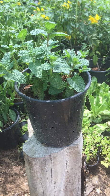 Mint plant - Mint plant - Plantsworld.ae