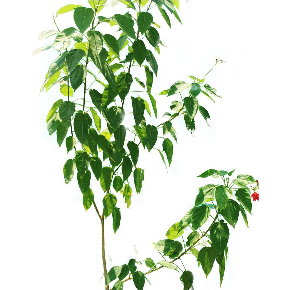 Peregrina-Jatropha Integerrima - Peregrina-Jatropha Integerrima - Plantsworld.ae