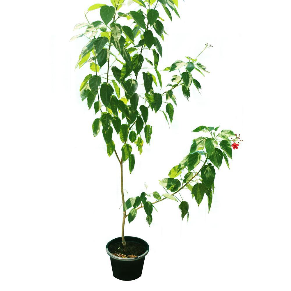 Peregrina-Jatropha Integerrima - Peregrina-Jatropha Integerrima - Plantsworld.ae