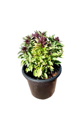 Persisches Basilikum - Ocimum basilicum - Einjährige Kräuterpflanze für den Außenbereich