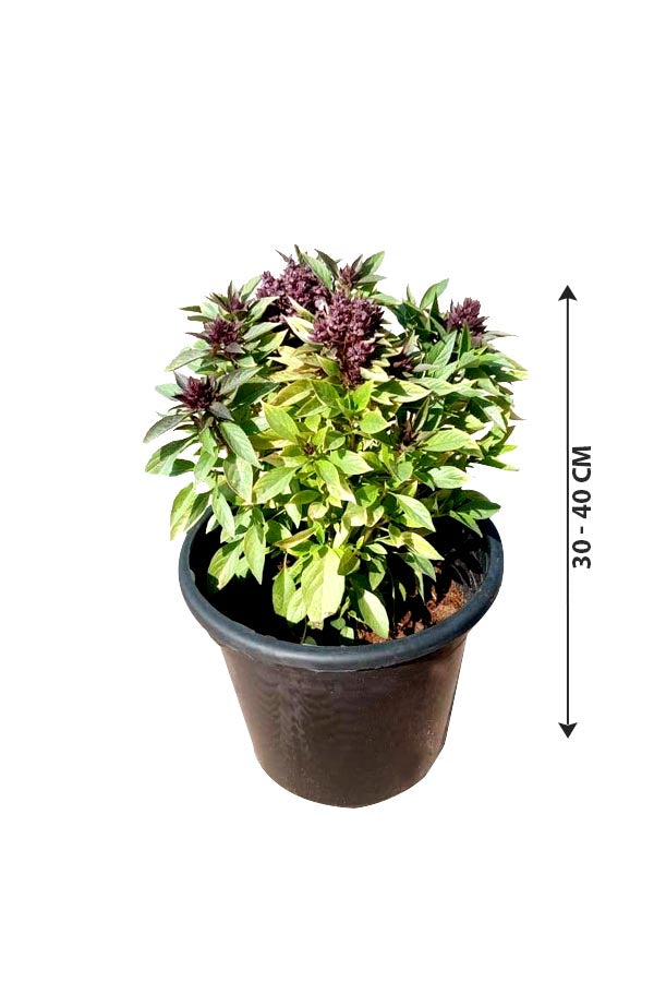 Persisches Basilikum - Ocimum basilicum - Einjährige Kräuterpflanze für den Außenbereich
