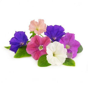 Petunia outdoor seasonal flowering plant with vibrant blooms available at Plantsworld.ae