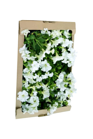 Petunia - Outdoor Seasonal Flowering Plant - Plantsworld.ae