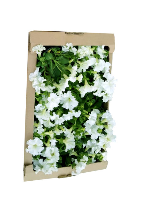 Petunia-Outdoor Seasonal Flowering Plant