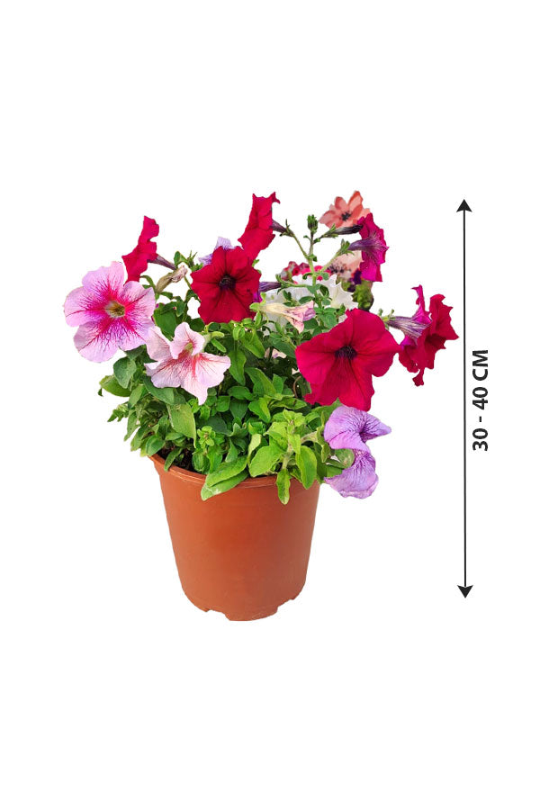 Petunia-Seasonal Flowering Plant