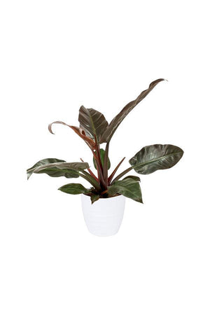 Philodendron-imperial Red-air purifying houseplant - Plantsworld.ae - {{ varient.name }}