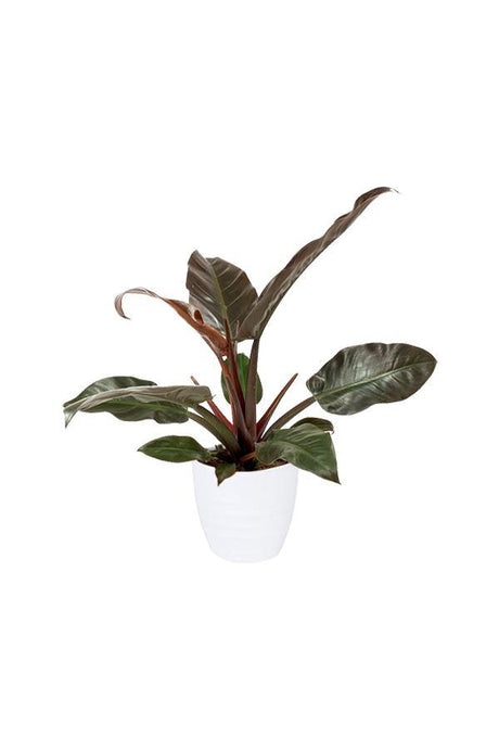 Philodendron-imperial Red-air purifying houseplant - Plantsworld.ae - {{ varient.name }}