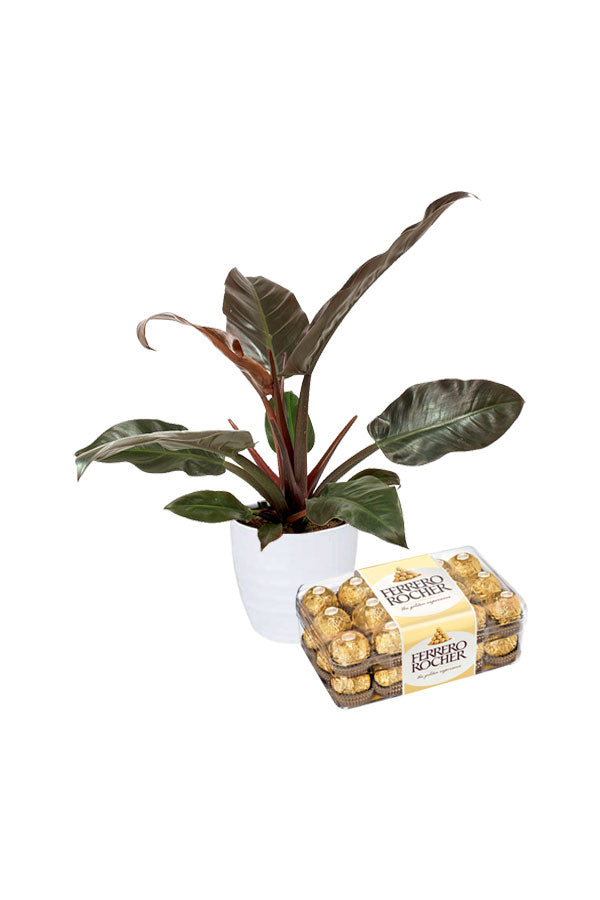 Valentinstagsgeschenk-Philodendron – Imperial Red mit Schokolade
