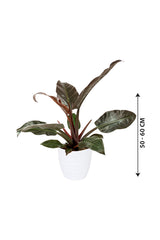 Philodendron – Imperial Red – Luftreinigende Zimmerpflanze