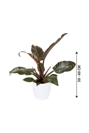 Imperial Red Philodendron - Philodendron Erubescens - Plantsworld.ae