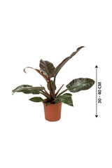 Philodendron-imperial Red-air purifying houseplant - Plantsworld.ae - {{ varient.name }}