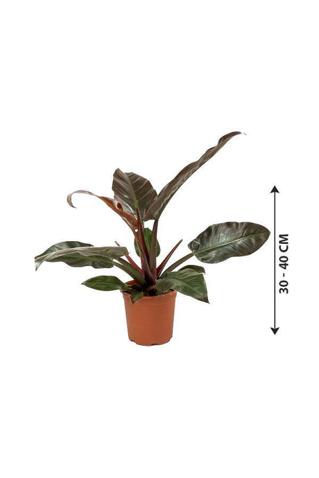 Philodendron-imperial Red-air purifying houseplant - Plantsworld.ae - {{ varient.name }}