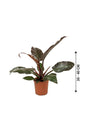 Philodendron-imperial Red-air purifying houseplant - Plantsworld.ae - {{ varient.name }}