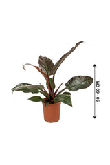 Philodendron-imperial Red-air purifying houseplant - Plantsworld.ae - {{ varient.name }}