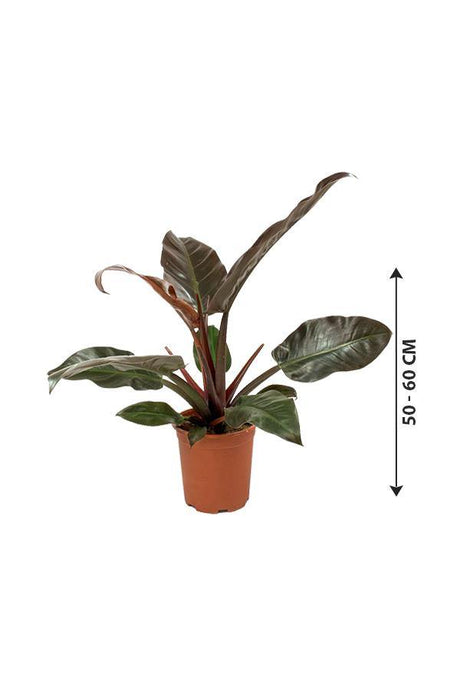 Philodendron-imperial Red-air purifying houseplant - Plantsworld.ae - {{ varient.name }}