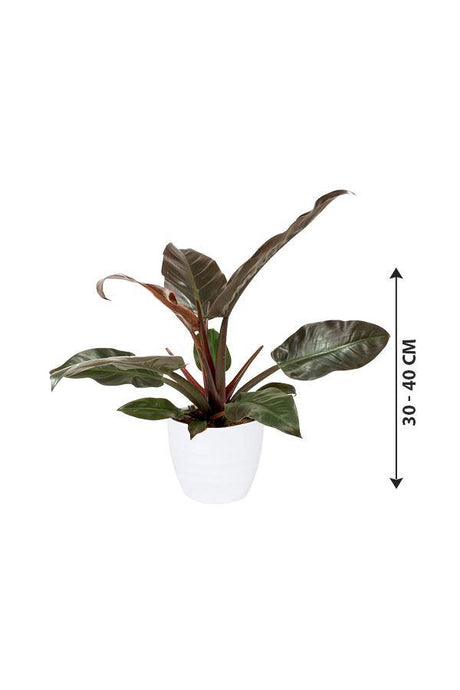 Philodendron-imperial Red-air purifying houseplant - Plantsworld.ae - {{ varient.name }}