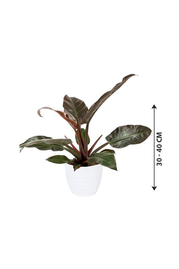Philodendron-imperial Red-air purifying houseplant - Plantsworld.ae - {{ varient.name }}