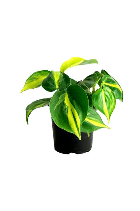 Philodendron Brasilien (Herzblatt-Philodendron)