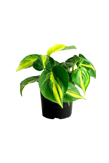 Philodendron Brazil (Heart leaf Philodendron)