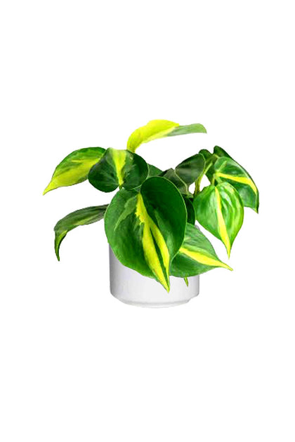 Philodendron Brazil (Heart leaf Philodendron)