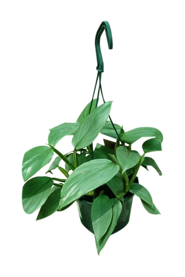 Philodendron Hastatum - Silver Sword Philodendron - Indoor Plant