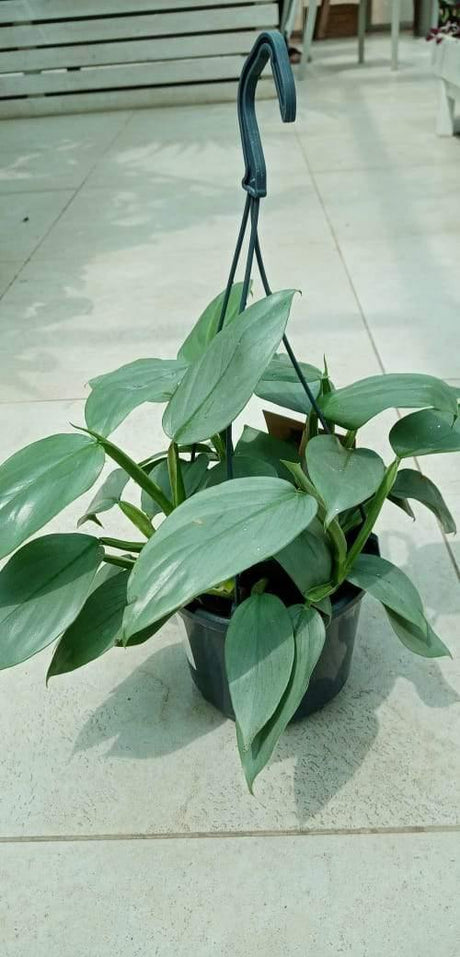 Philodendron Hastatum- Silver Sword Philodendron - Philodendron Hastatum- Silver Sword Philodendron - Plantsworld.ae