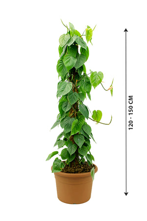 Philodendron Scandens - Air Purifying Indoor Plant - Plantsworld.ae