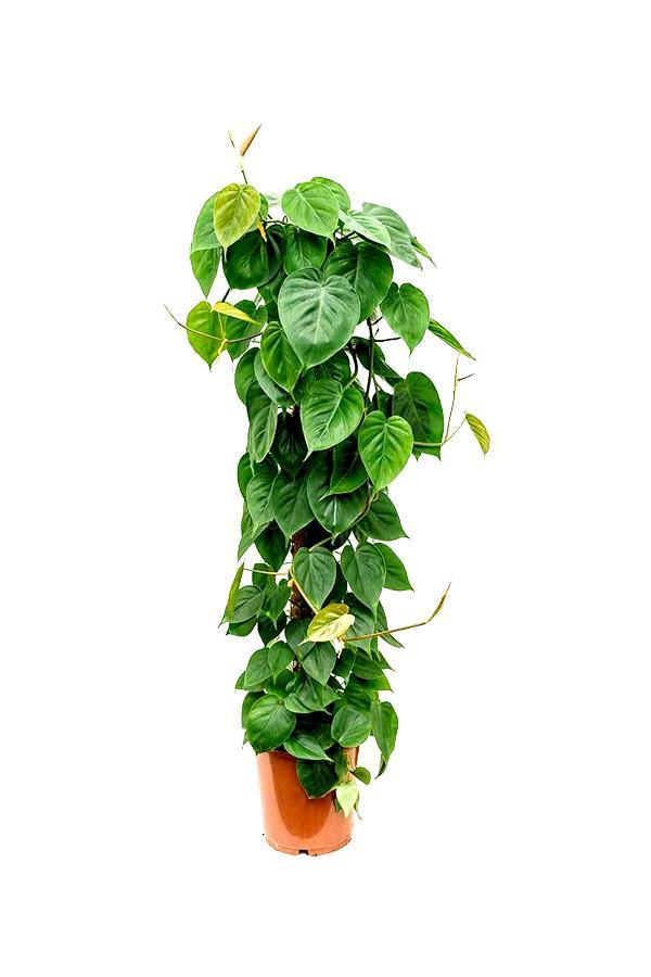 Philodendron Scandens - Air Purifying Houseplant - Plantsworld.ae - {{ varient.name }}