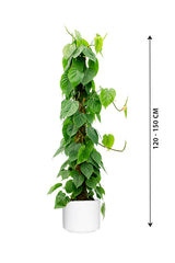 Philodendron Scandens – Luftreinigende Zimmerpflanze
