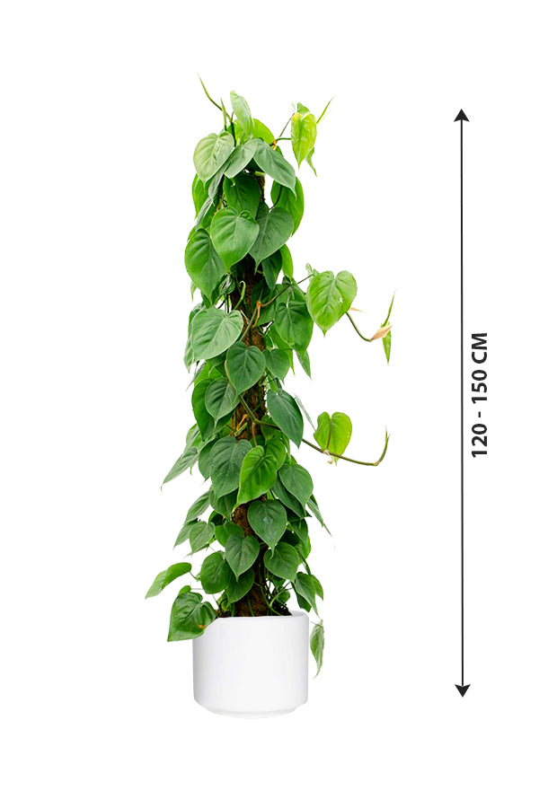 Philodendron Scandens - Air Purifying Indoor Plant