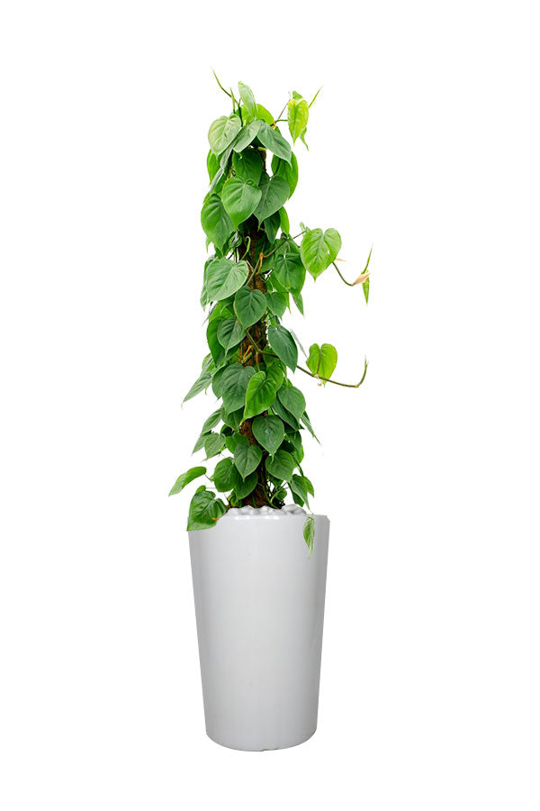 Philodendron Scanden -Office Plant